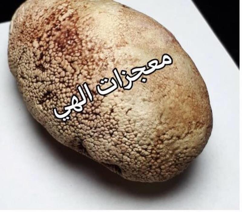 خرمهره اصل